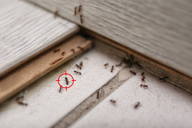 Best Pest Control for Homes  in Dry Run, OH