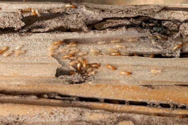 Best Pest Removal Services  in Dry Run, OH